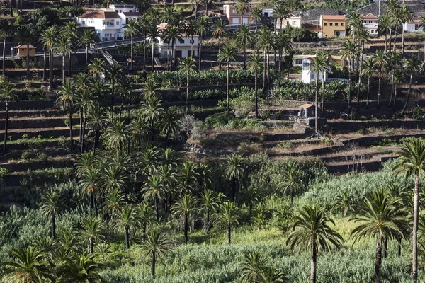 Canary Island Date Palms Phoenix Canariensis Terrasserade Fält Valle Gran — Stockfoto