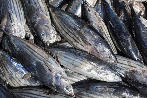 Skipjack Tunas Katsuwonus Pelamis Tenerife Ilhas Canárias Espanha Europa — Fotografia de Stock