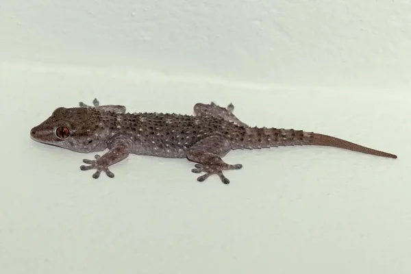 Teneryfa Gecko Tarentola Delalandii Gomera Wyspy Kanaryjskie Hiszpania Europa — Zdjęcie stockowe