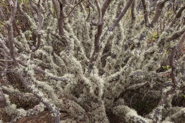 Lichen Arbusto Gomera Ilhas Canárias Espanha Europa — Fotografia de Stock