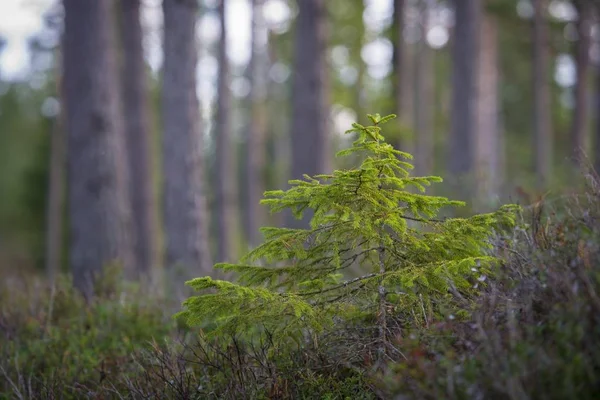 Forest Senhga Gnosj Jnkping County Sweden Europe — 스톡 사진