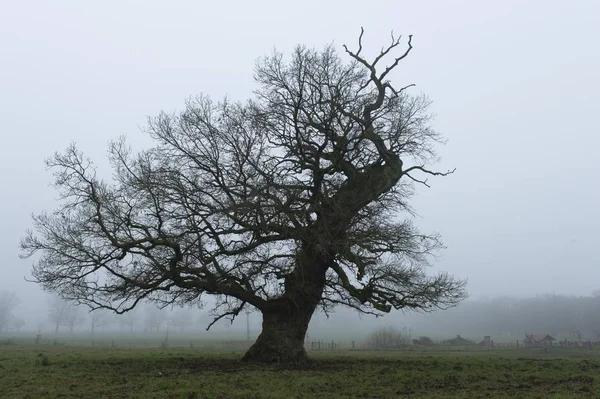 Hofgeismar Reinhardswald Forest Hesse Germany Europe — 图库照片