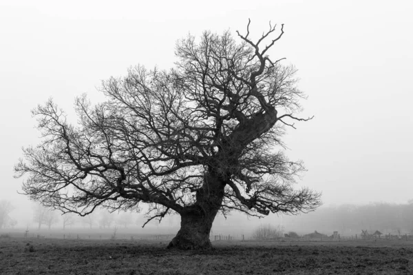 Árvore Névoa Hofgeismar Reinhardswald Forest Hesse Alemanha Europa — Fotografia de Stock