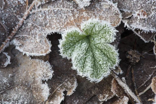 Leaf Hoarfrost Close View — Stock Photo, Image
