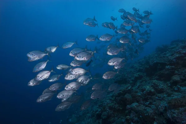 Escuela Bigeye Trevallies Caranx Sexfasciatus Palaos Oceanía — Foto de Stock