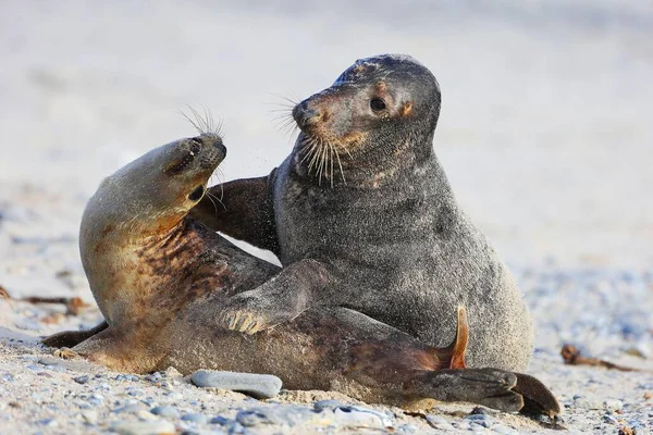 Två Gråsälar Halichoerus Grypus Heligoland Schleswig Holstein Tyskland Europa — Stockfoto