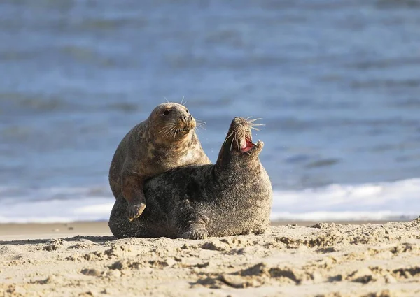 Twee Grijze Zeehonden Halichoerus Grypus Helgoland Sleeswijk Holstein Duitsland Europa — Stockfoto