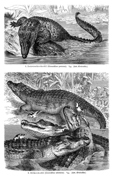 Schemat Ścienny Krokodyle Ilustracja Encyklopedii Meyersa 1897 — Zdjęcie stockowe