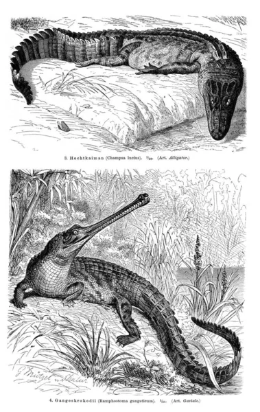 Mapy Ścienne Krokodyle Ilustracja Encyklopedii Meyersa 1897 — Zdjęcie stockowe