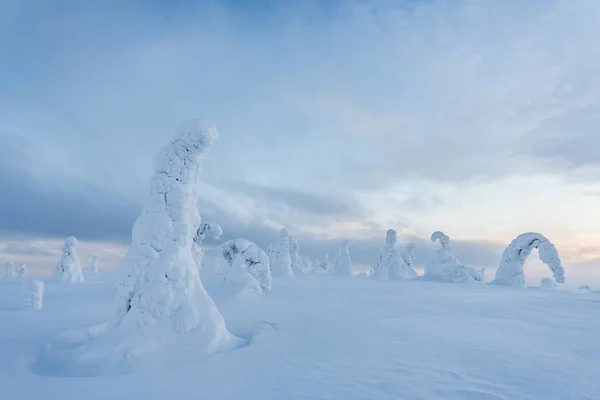 Met Sneeuw Bedekte Bomen Riisitunturi National Park Posio Lapland Finland — Stockfoto