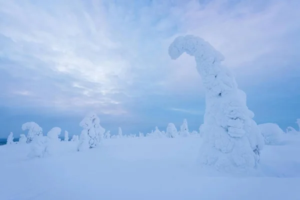 Met Sneeuw Bedekte Bomen Riisitunturi National Park Posio Lapland Finland — Stockfoto