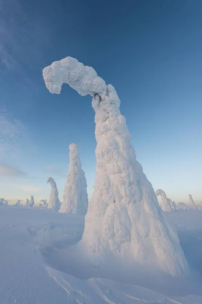 Verschneite Bäume Riisitunturi Nationalpark Posio Lappland Finnland Europa — Stockfoto