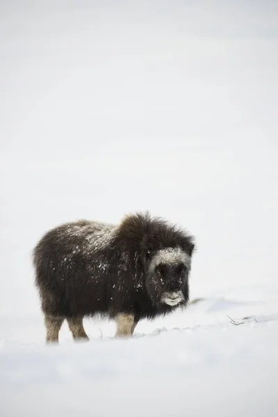 Muskox Ovibos Moschatus Mladý Národní Park Dovrefjell Sunndalsfjella Norsko Evropa — Stock fotografie