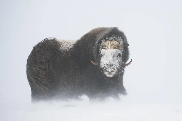 Muskox Ovibos Moschatus Uma Tempestade Neve Com Rosto Congelado Parque — Fotografia de Stock