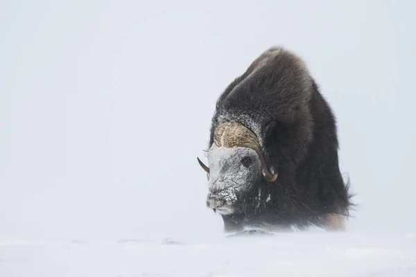 Muskox Ovibos Moschatus Uma Tempestade Neve Com Rosto Congelado Parque — Fotografia de Stock