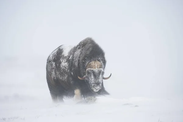 雪の嵐の中のムスコックス オヴィボス モシャトゥス ドヴレフェル サンダルスフィエラ国立公園 ノルウェー ヨーロッパ — ストック写真
