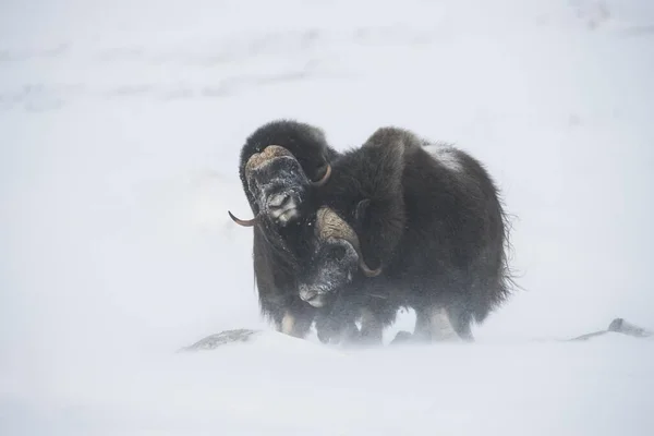 Muskoxen Ovibos Moschatus Χιονοθύελλα Εθνικό Πάρκο Dovrefjell Sunndalsfjella Νορβηγία Ευρώπη — Φωτογραφία Αρχείου