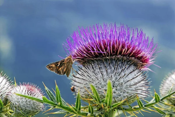 Woolly Thistle Cirsium Eriophorum Bavaria Germany Europe — стокове фото