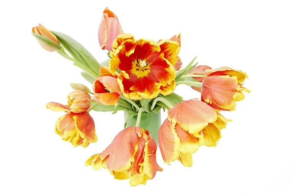 Loro Tulipanes Tulipa Jarrón —  Fotos de Stock