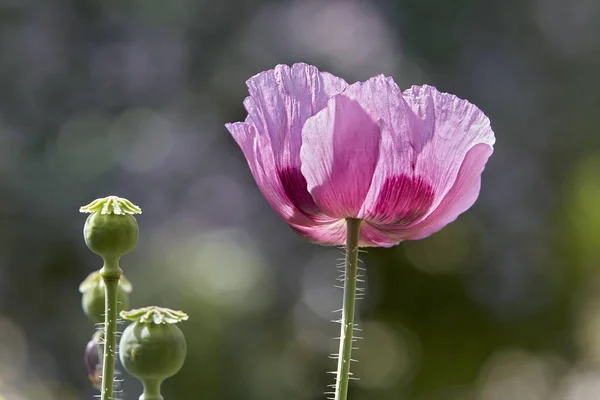 Poppy Oriental Papaver Orientale — Fotografia de Stock