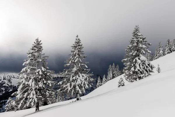 Panoramisch Uitzicht Besneeuwd Winterbos — Stockfoto