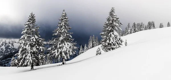 Panoramisch Uitzicht Besneeuwd Winterbos — Stockfoto