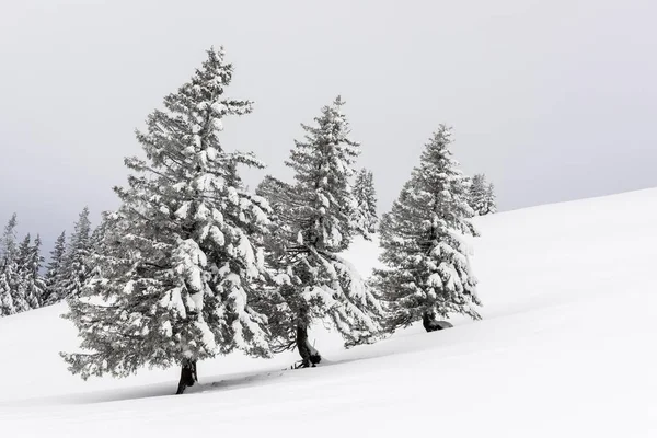 Vista Panorâmica Floresta Inverno Coberta Neve — Fotografia de Stock