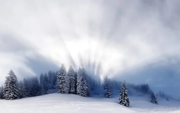 Panoramisch Uitzicht Besneeuwd Winterbos — Stockfoto