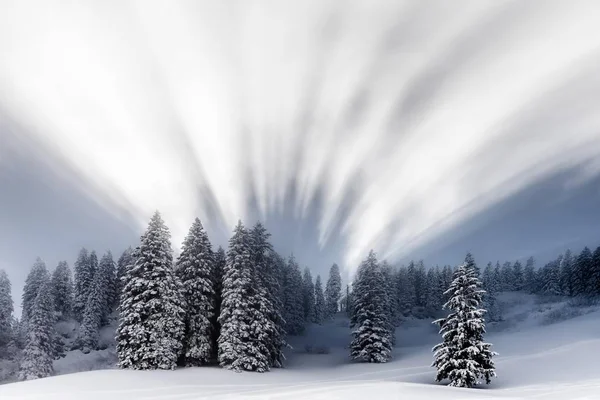Panoramisch Uitzicht Besneeuwd Winterbos — Stockfoto