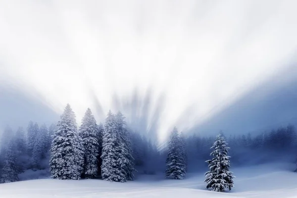 Sneeuwoverdekt Winterbos Met Achtergrondverlichting Ofterschwang Oberallgu Beieren Duitsland Europa — Stockfoto