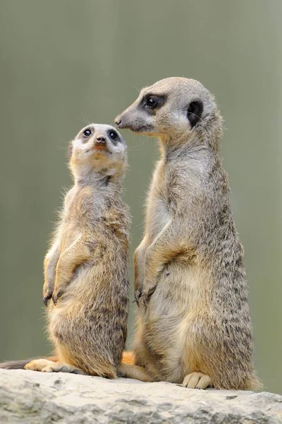 Vue Rapprochée Deux Suricates Sur Fond Flou — Photo