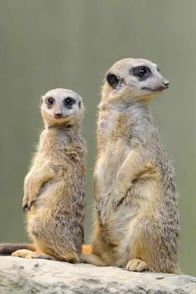 Closeup View Two Meerkats Blurred Background — Stock Photo, Image