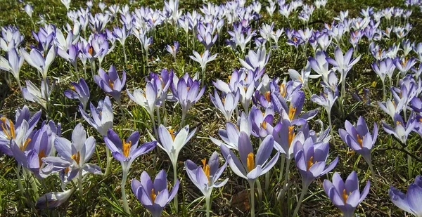 Crocuses Crocus Bavaria Germany Europe — Stock Photo, Image