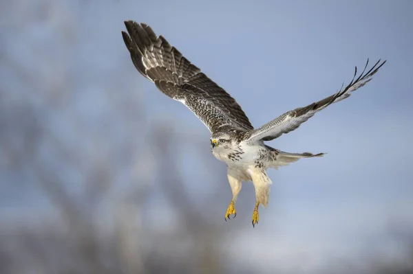 Majestueuze Buizerd Vogel Natuurlijke Habitat — Stockfoto