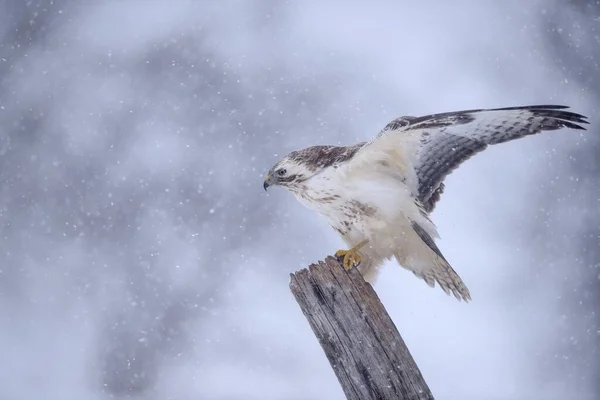 Majestätisk Vråk Fågel Naturlig Livsmiljö — Stockfoto