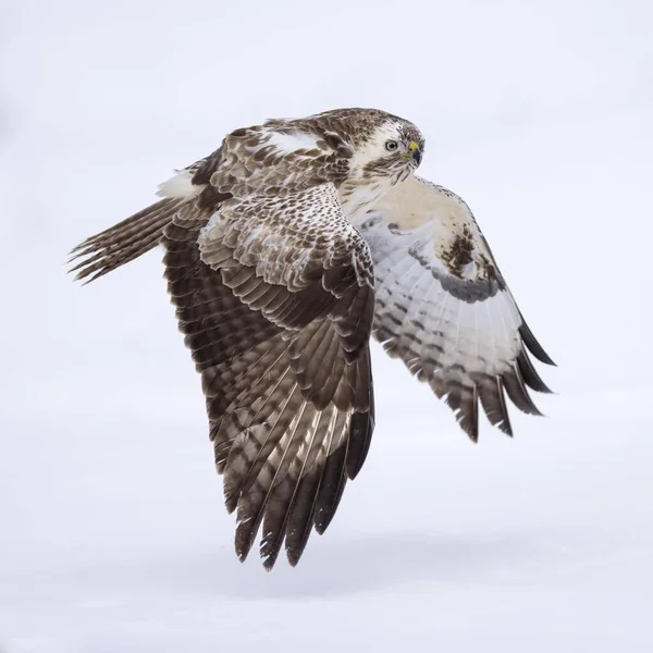 Majestätischer Mäusebussard Natürlichen Lebensraum — Stockfoto