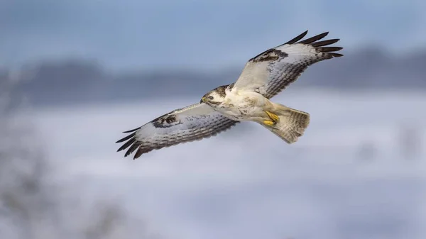 Величественная Пузатая Птица Естественной Среде Обитания — стоковое фото
