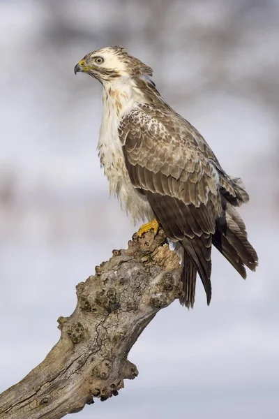 Majestätisk Vråk Fågel Naturlig Livsmiljö — Stockfoto