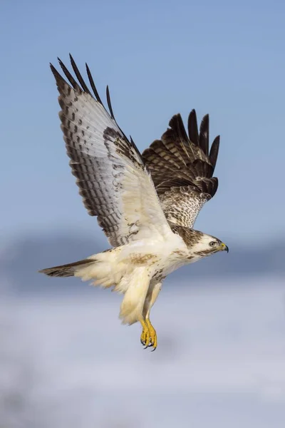 Majestueuze Buizerd Vogel Natuurlijke Habitat — Stockfoto
