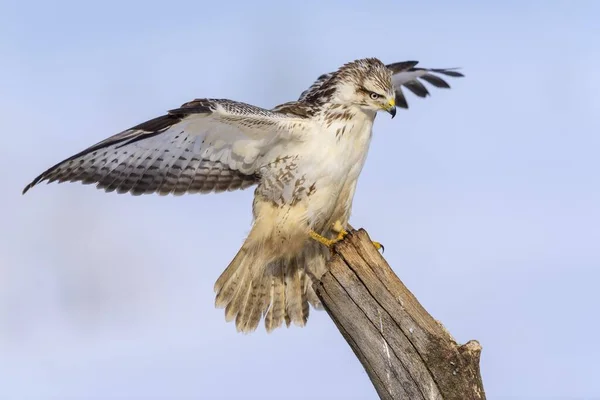 Maestoso Uccello Poiana Habitat Naturale — Foto Stock