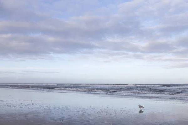 Seagull Lower Saxon Wadden Sea National Park Langeoog Island East — Fotografia de Stock