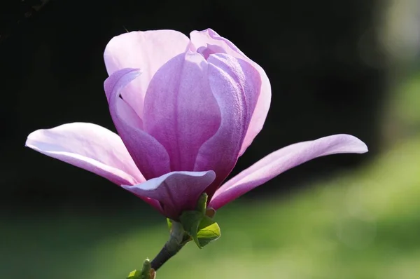 Flores Magnolia Tulipina Magnolia Soulangeana Baden Wrttemberg Alemania Europa —  Fotos de Stock