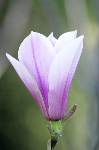 Magnolia Magnolia Flower Baden Wrttemberg Germany Europe — 스톡 사진