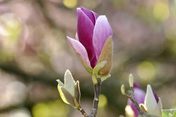 Magnolia Magnolia Flower Baden Wrttemberg Alemania Europa —  Fotos de Stock