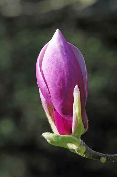 Magnolia Magnolia Flower Baden Wrttemberg Alemania Europa —  Fotos de Stock