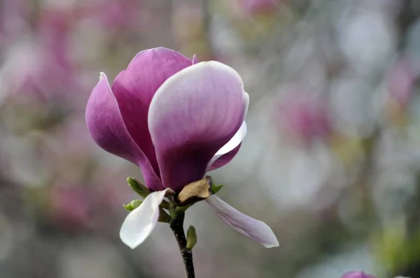 Flores Magnolia Tulipina Magnolia Soulangeana Baden Wrttemberg Alemania Europa —  Fotos de Stock
