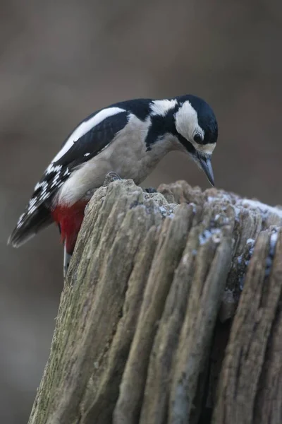 Dzięcioł Dendrocopos Major Emsland Dolna Saksonia Niemcy Europa — Zdjęcie stockowe