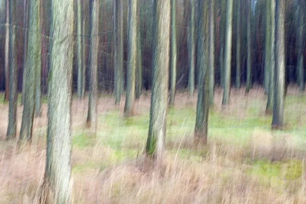 Larch Forest Larix Decidua Abstract Emsland Lower Saxony Alemanha Europa — Fotografia de Stock