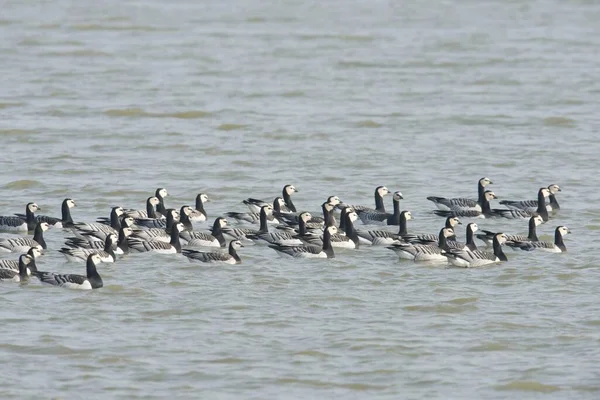 Barnacle Gansos Branta Leucopsis Frísia Oriental Baixa Saxónia Alemanha Europa — Fotografia de Stock