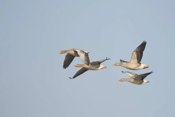 Grauwe Ganzen Anser Anser Tijdens Vlucht Oost Friesland Nedersaksen Duitsland — Stockfoto